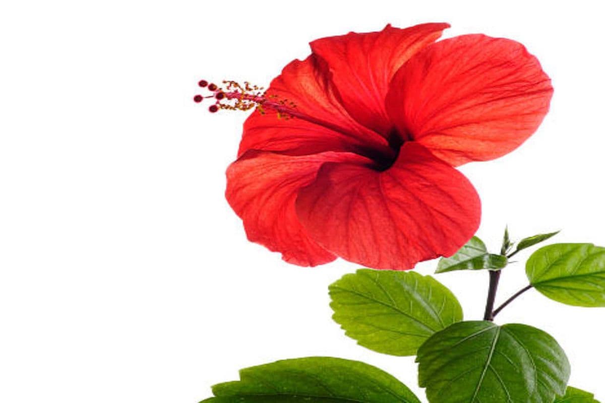 Hibiscus
