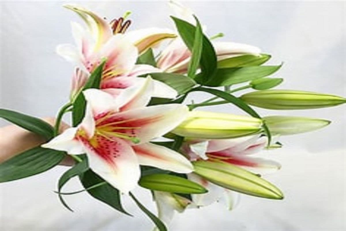 Lily Bouquet