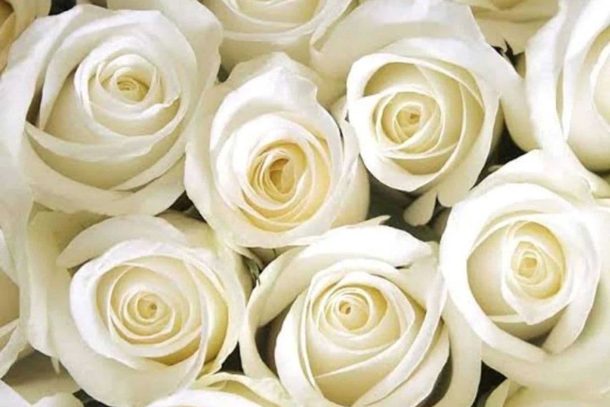 One Dozen White Roses