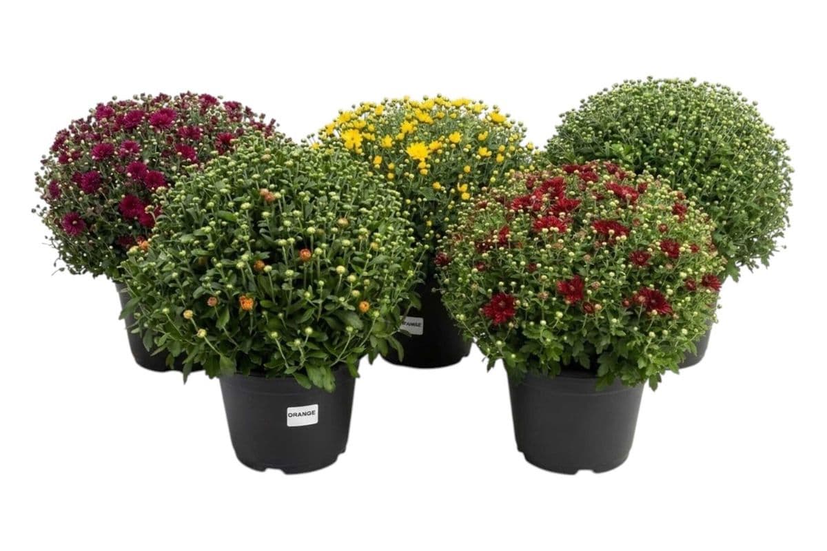 Garden Mum - 10 Inch Pot