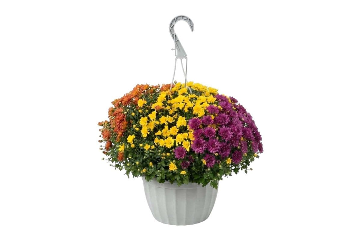 Tricolour Garden Mum Hanging Basket - 10 Inch Pot