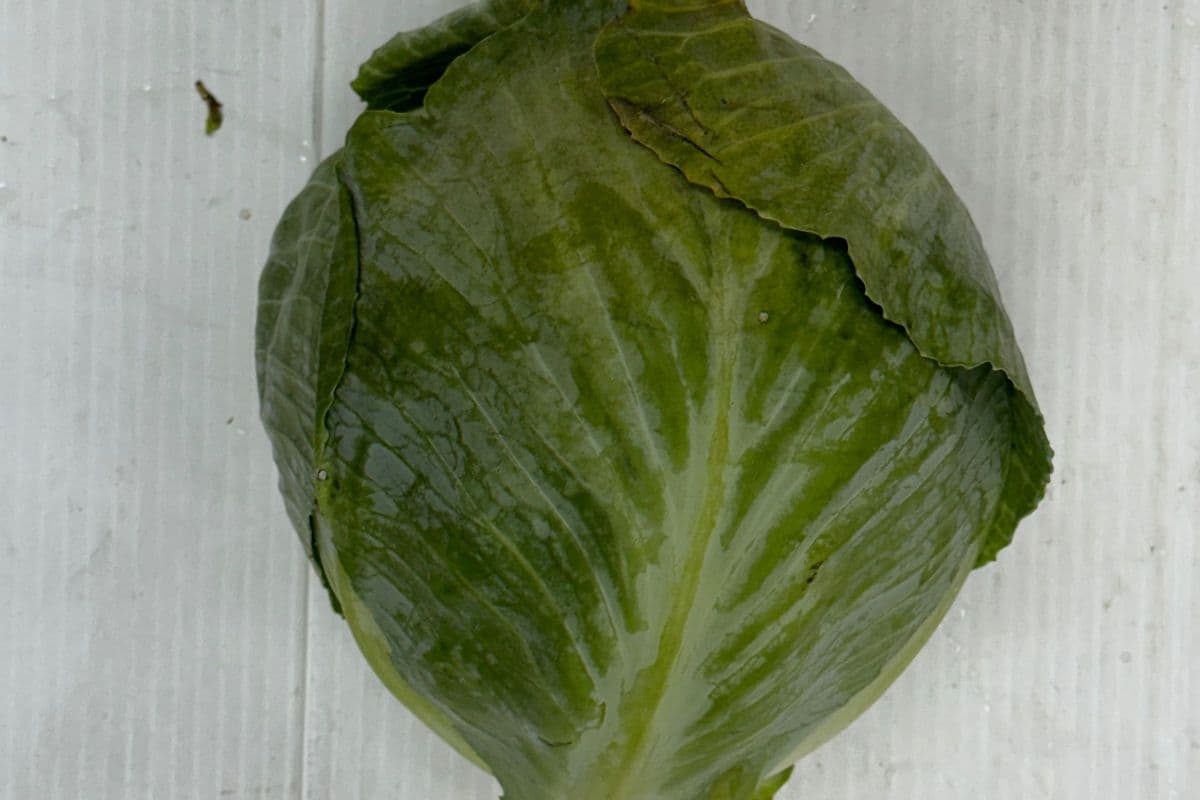 Cabbage $1.29/lb (1 lb)