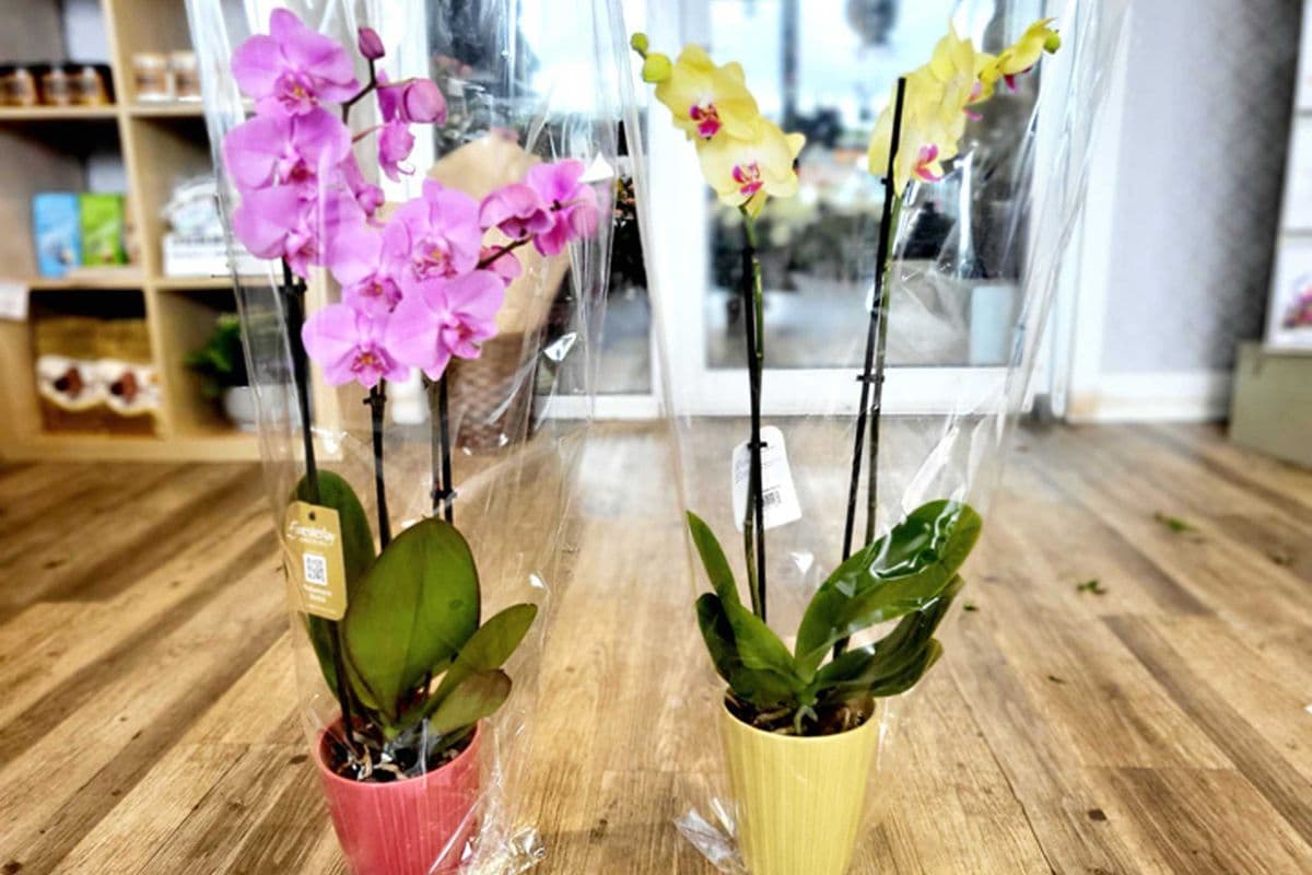 Double Stem/Multi Branch Orchid (Approx. 27" Tall -)