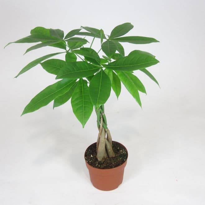 Money Tree extra gros / Arbre D'argent Ex Large