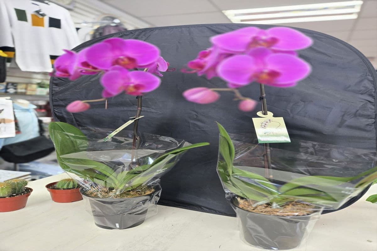 Potted Orchid