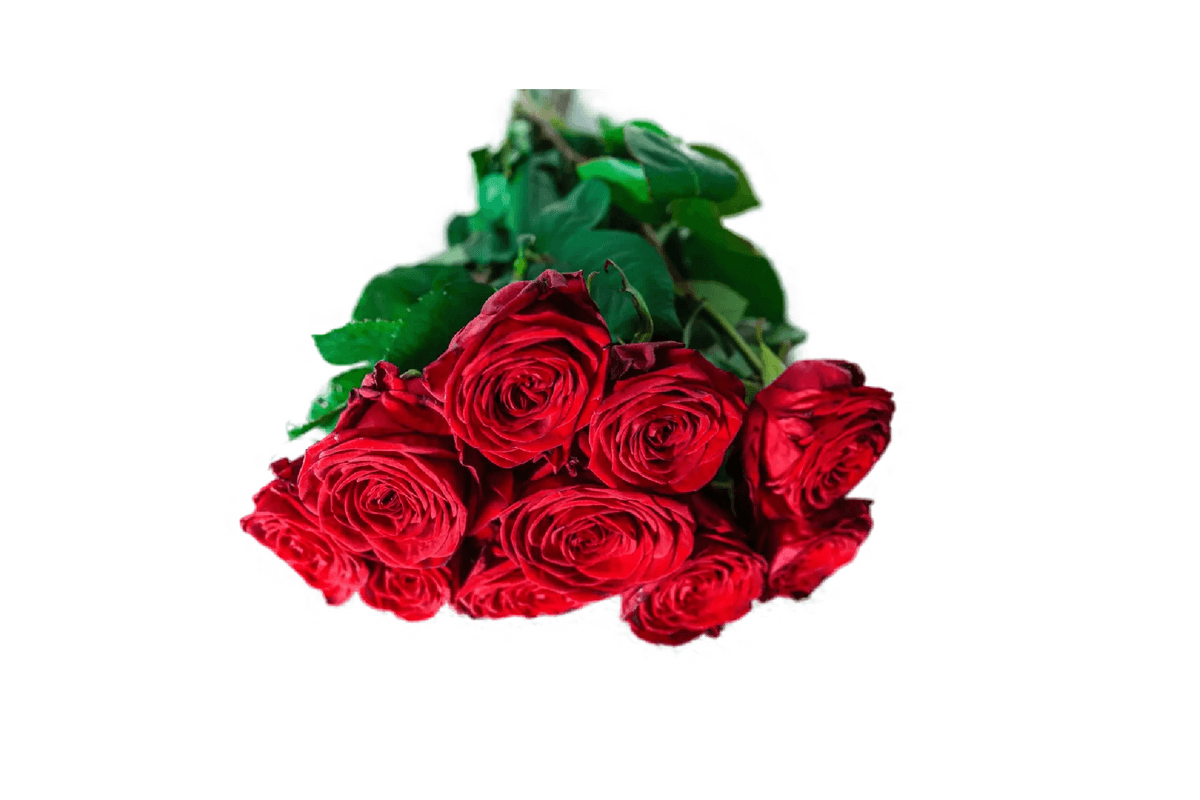 6 Hand-Tied Red Roses