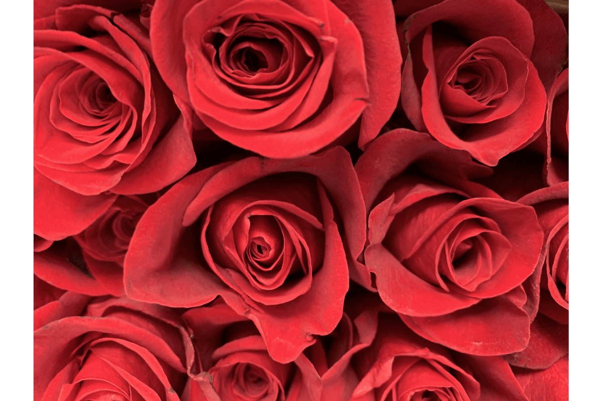Rose Bouquet