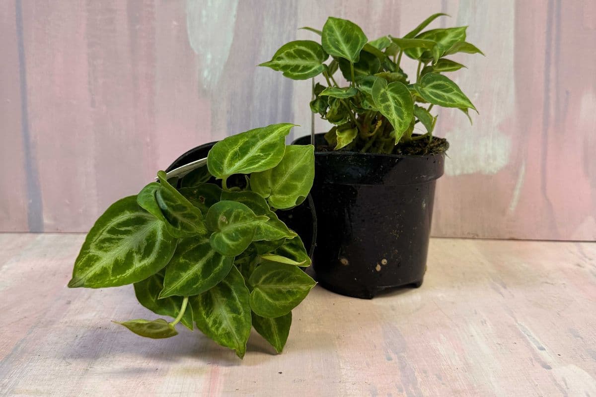 4" Anthurium crystal