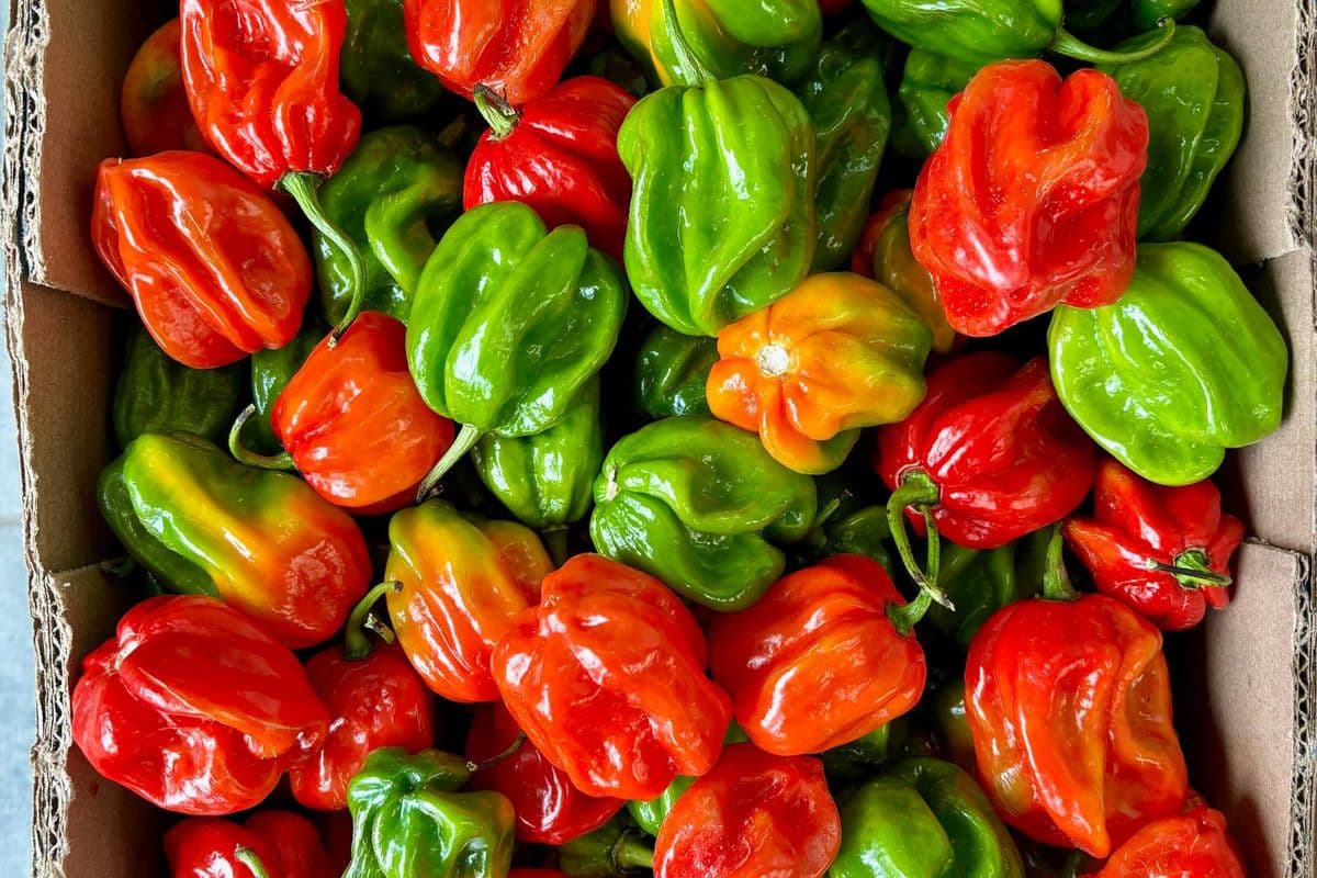 Frozen Moruga Peppers – Full Box (5.5 lb)