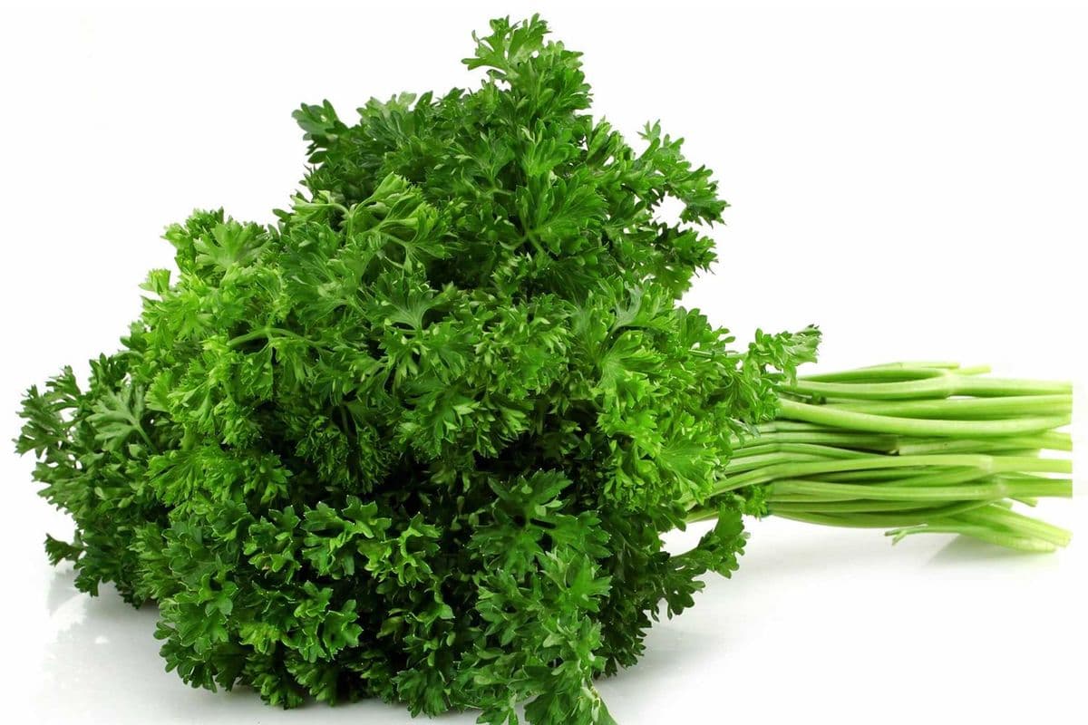 Persil frisé (1) / Curly Parsley (1)