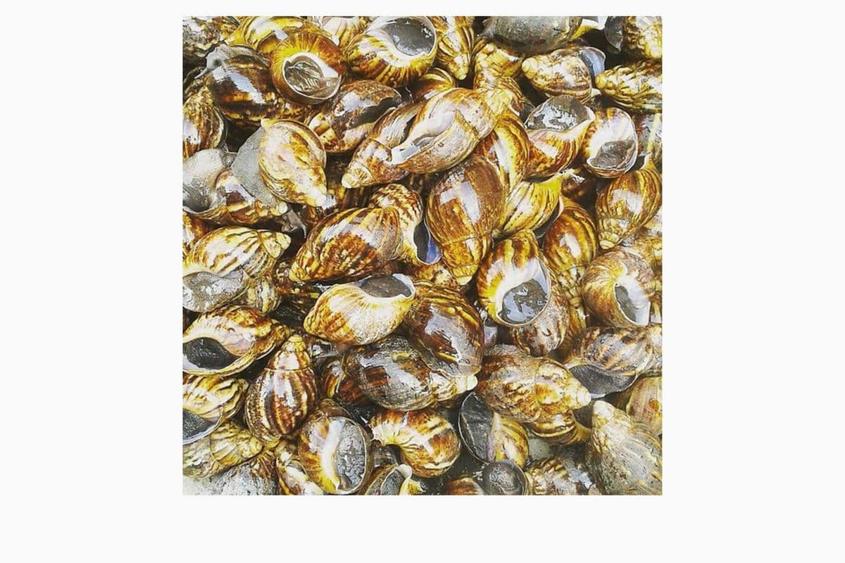 Fresh Snails (10 Pcs)