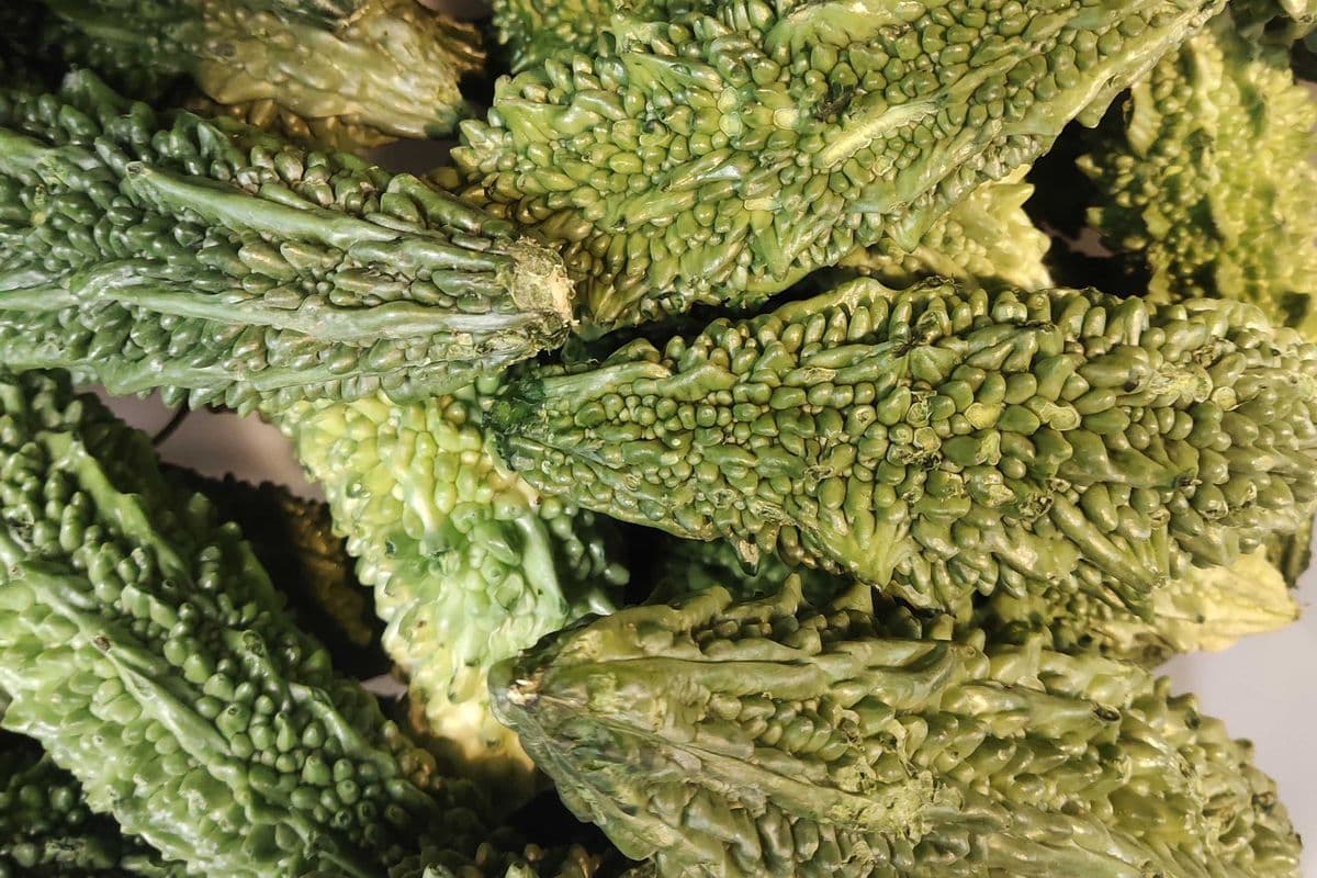 Chinese Bittermelon @1.99/lb-Out of stock (1lb)