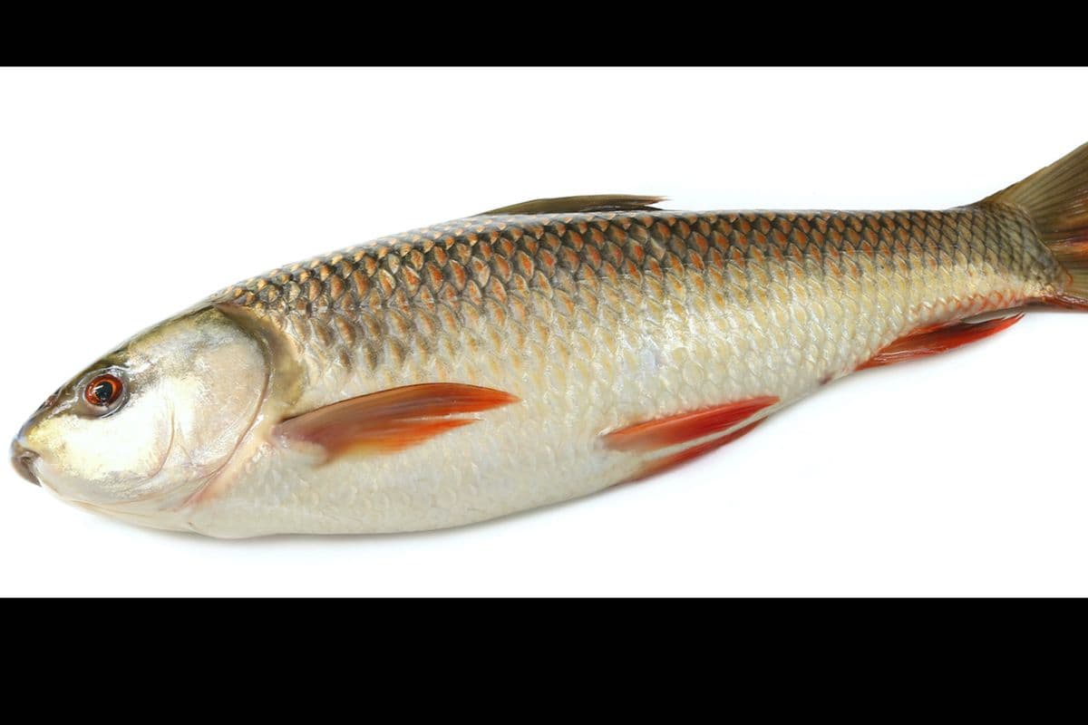 Rohu Fish