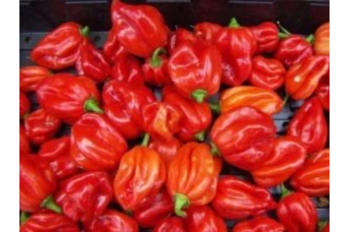 Frozen Scotch Bonnet (Atarodo)