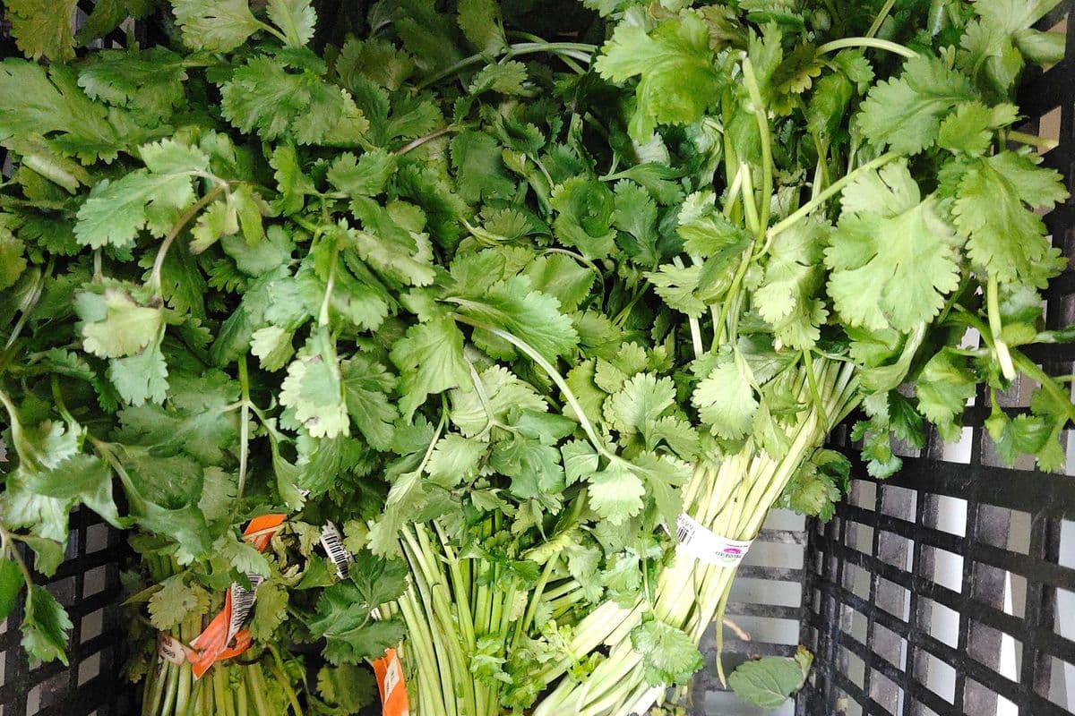 Coriander Bunch (each)