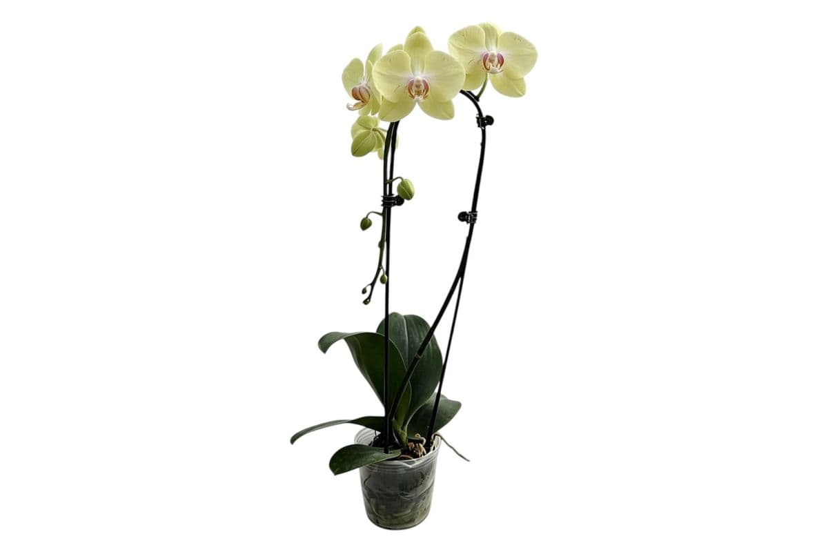 Yellow Single Stem Cascading Orchid - 5 Inch Pot