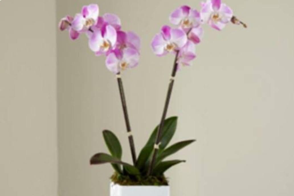 Pink Phalaenopsis Orchid