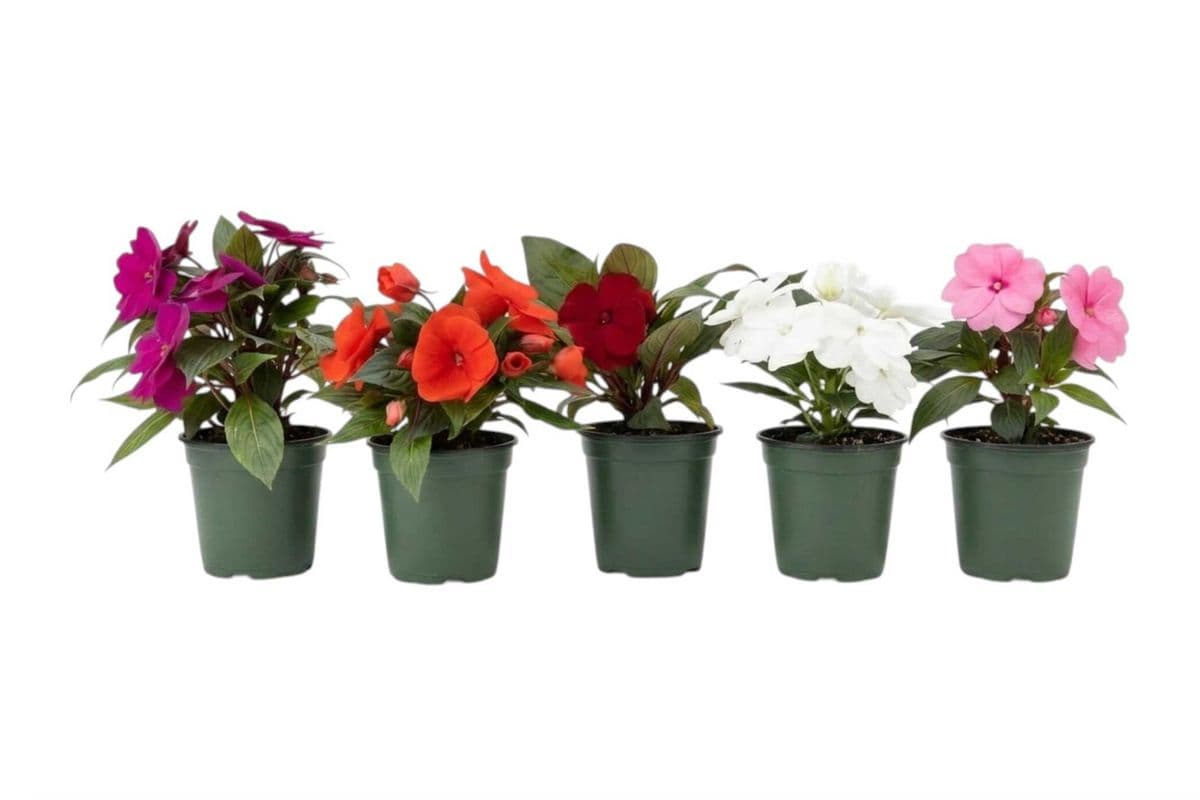 Assorted New Guinea Impatiens (3.5 Inch Pot) - 5 Per Pack
