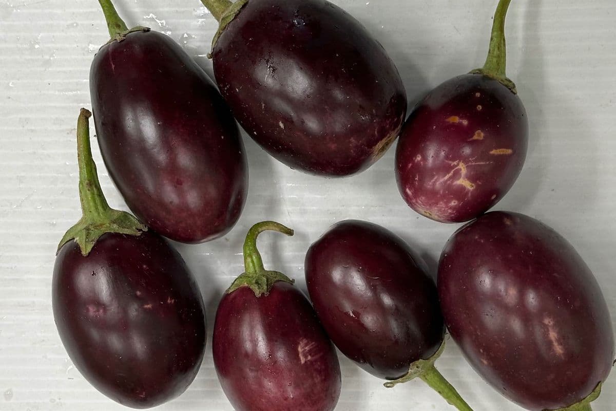 Indian Eggplant $2.49Lb Out of stock (1 LB)