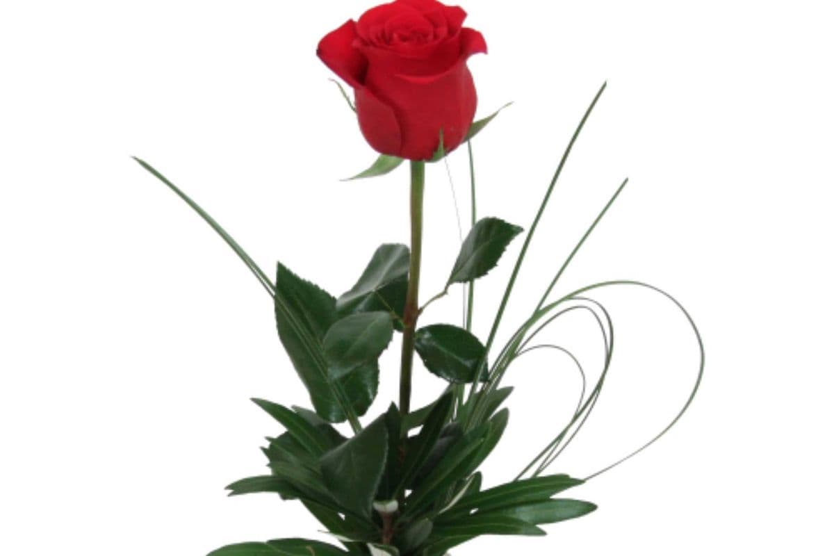 Red Rose in Vase (Pink, White, Yellow, Purple, Orange)