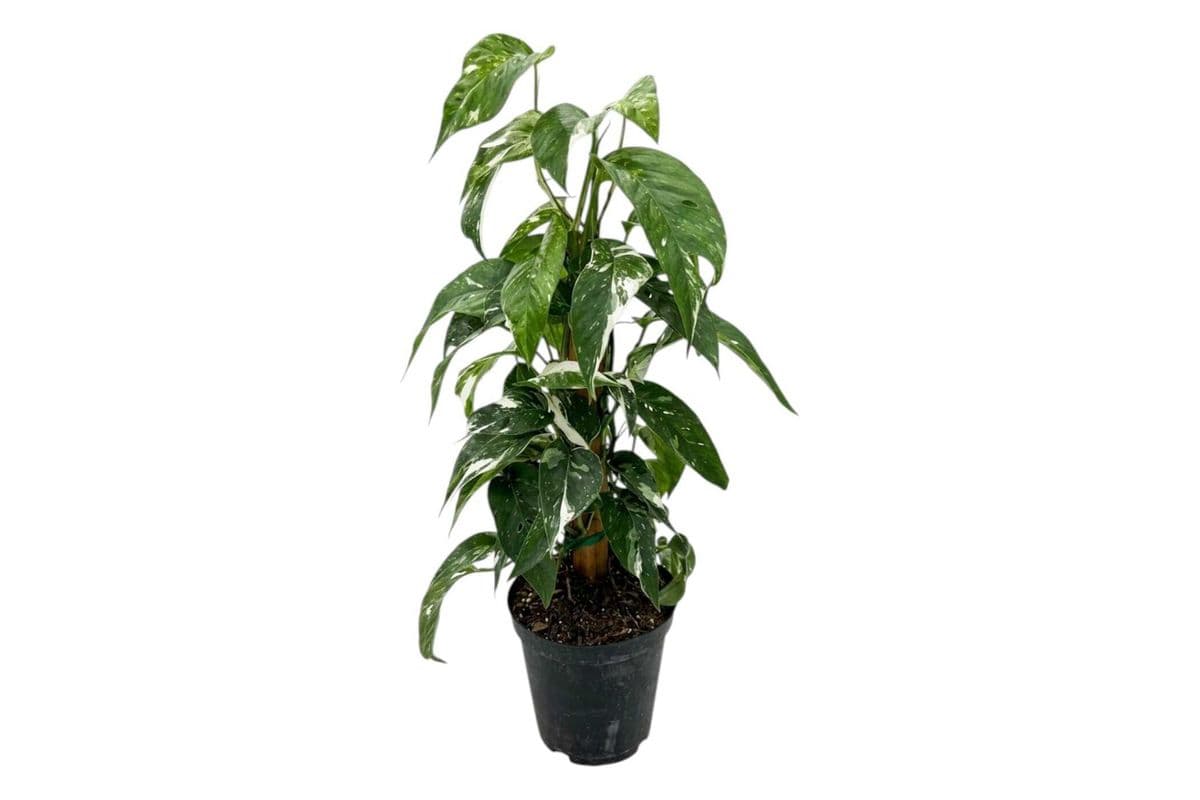 Albo Pothos (Epipremnum pinnatum 'Albo-Variegata') Totem - 6 Inch Pot