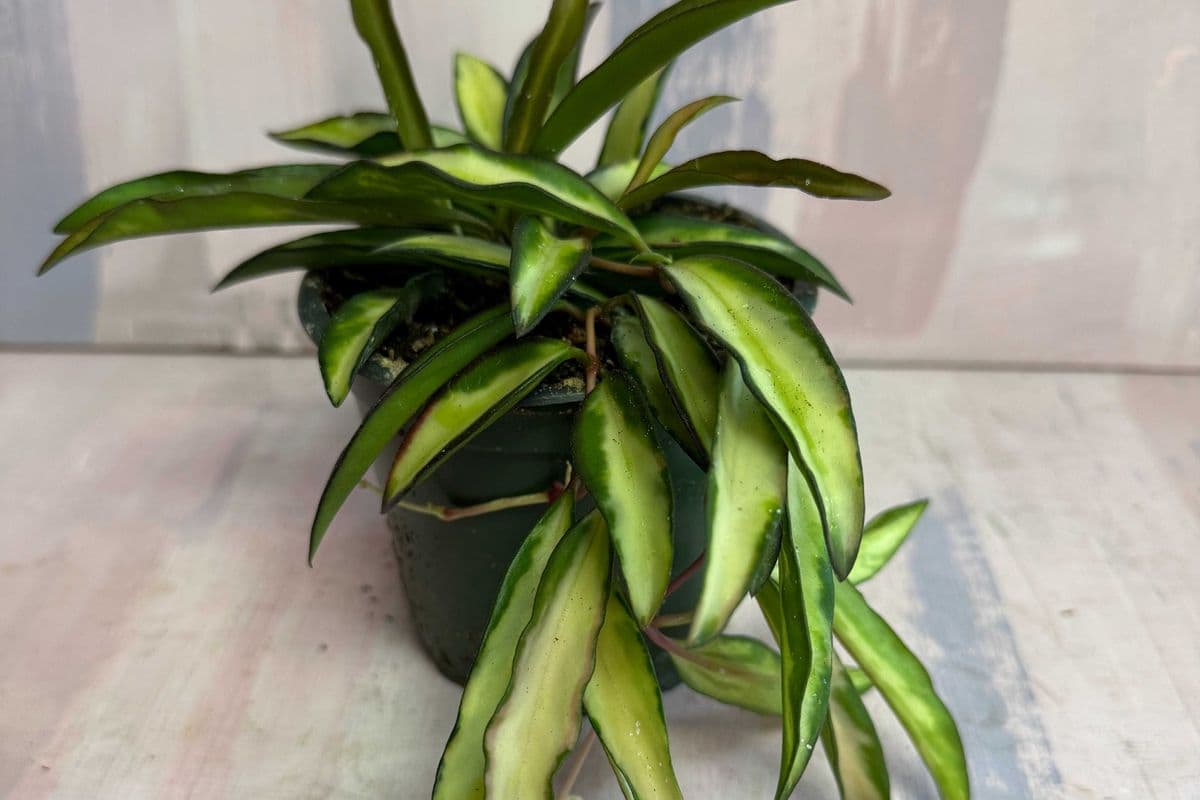 4" Hoya Wayetti variegated