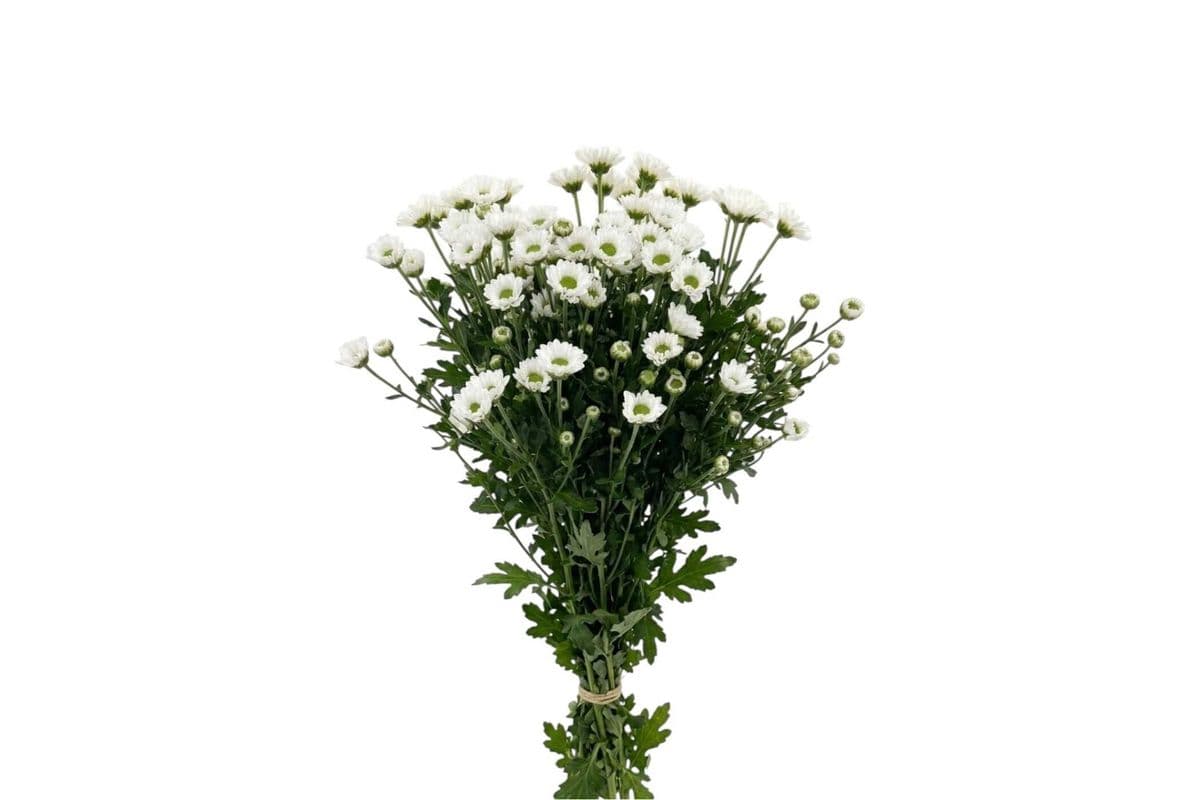 White Micro Daisy - Large - 5 Stems