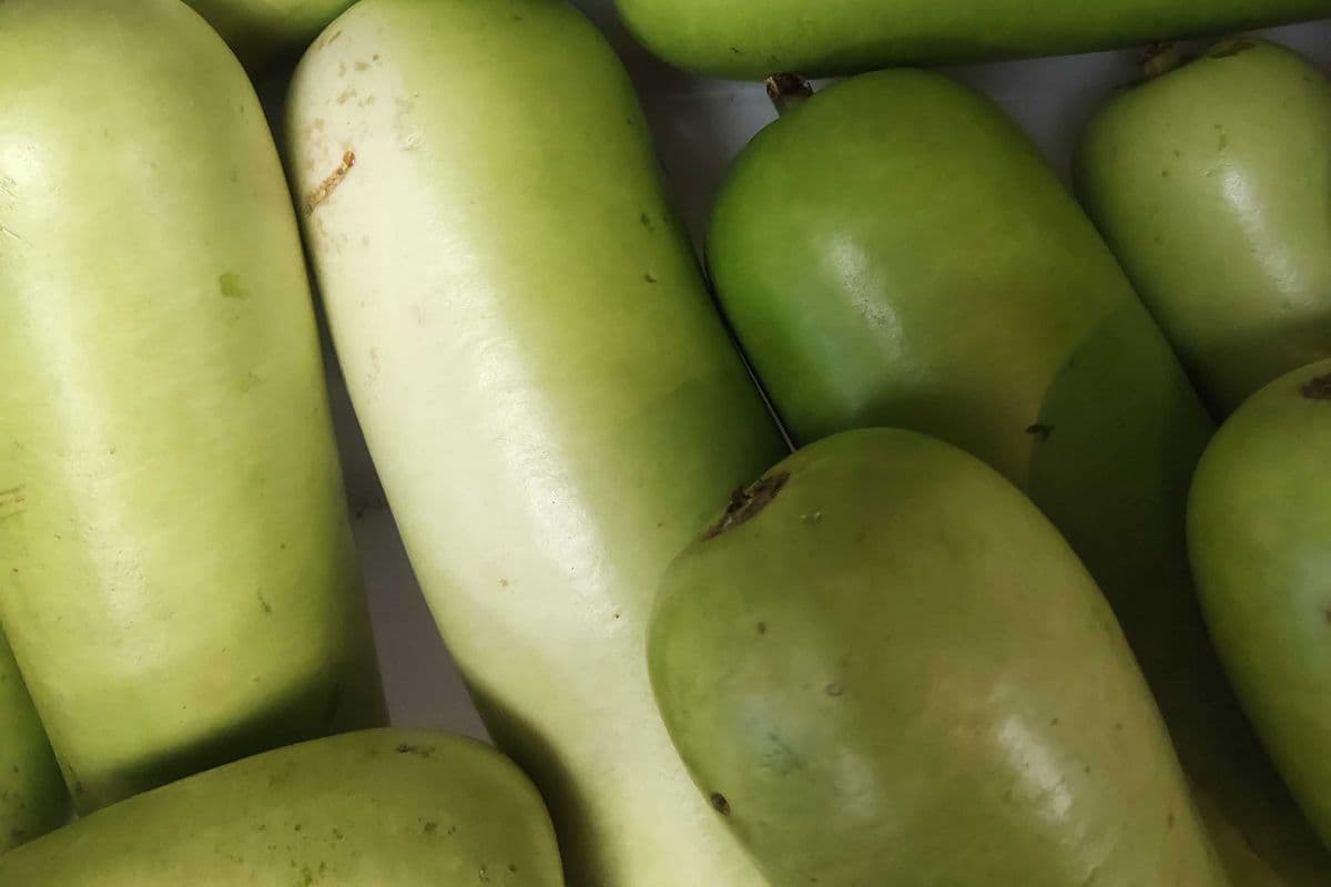 Mexican Squash 2.69/lb