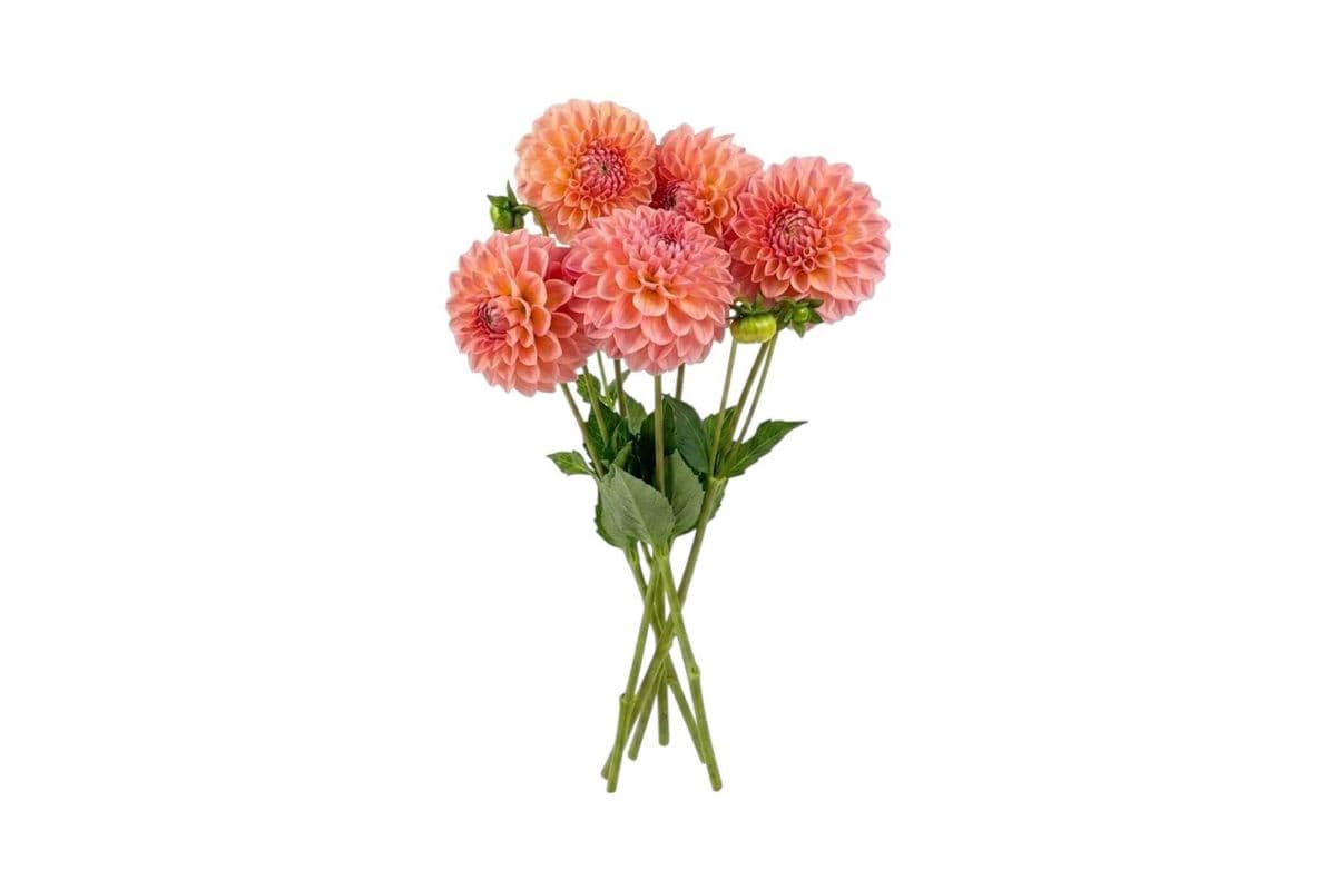 Peach Dahlia - 5 Stems