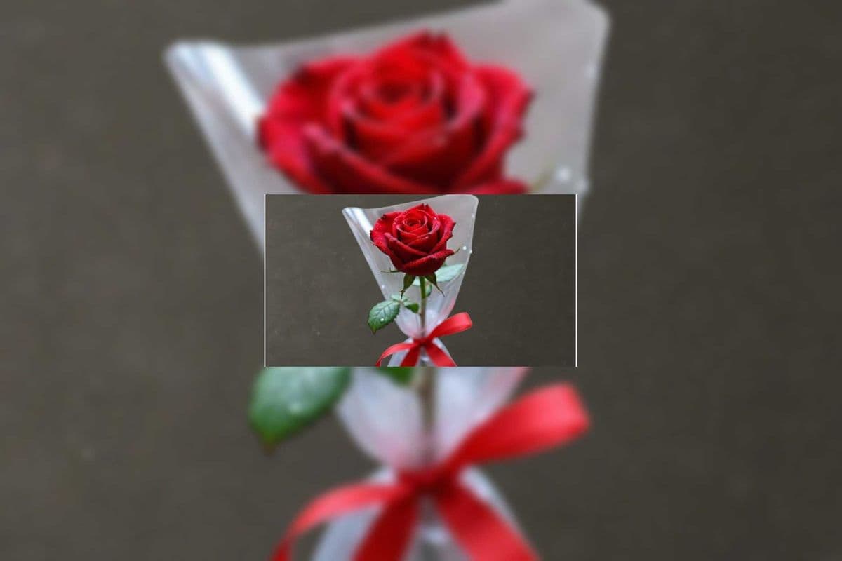 Single Rose