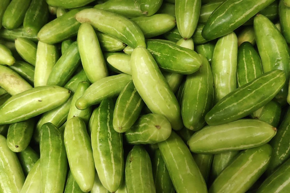 Tindora 4.49/lb (1lb)