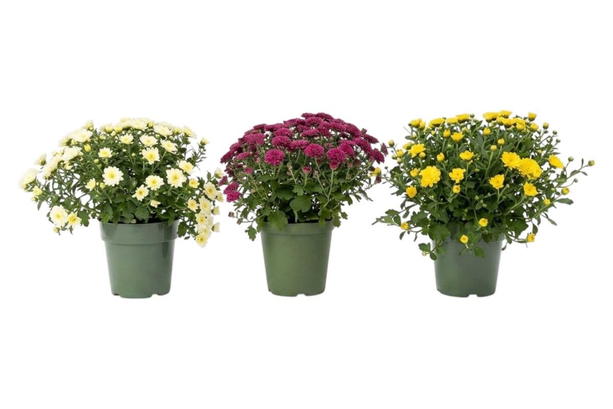 Assorted Garden Mum Trio - 6 Inch Pot