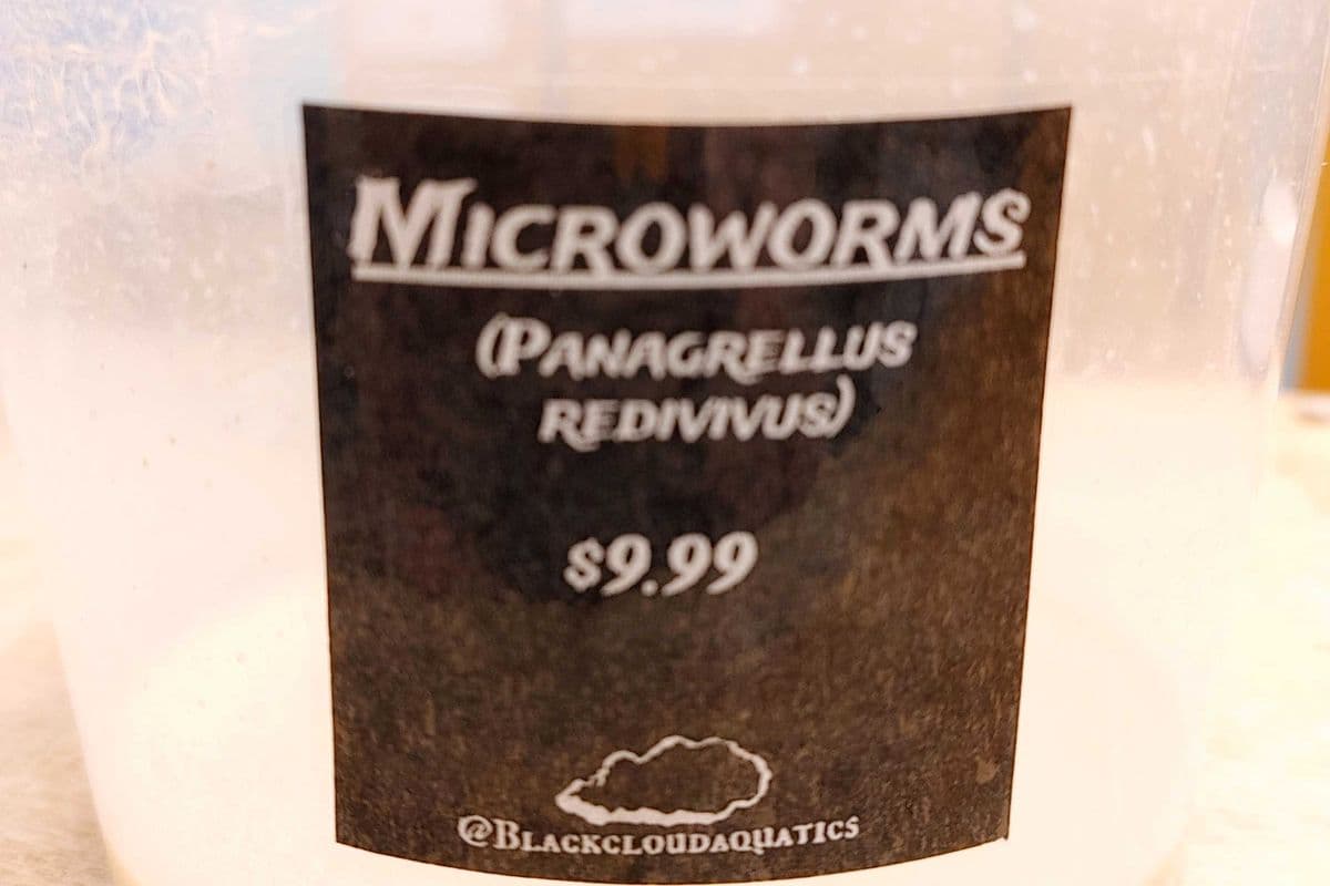 Live Fish Food Culture - Microworms (1 Pack)