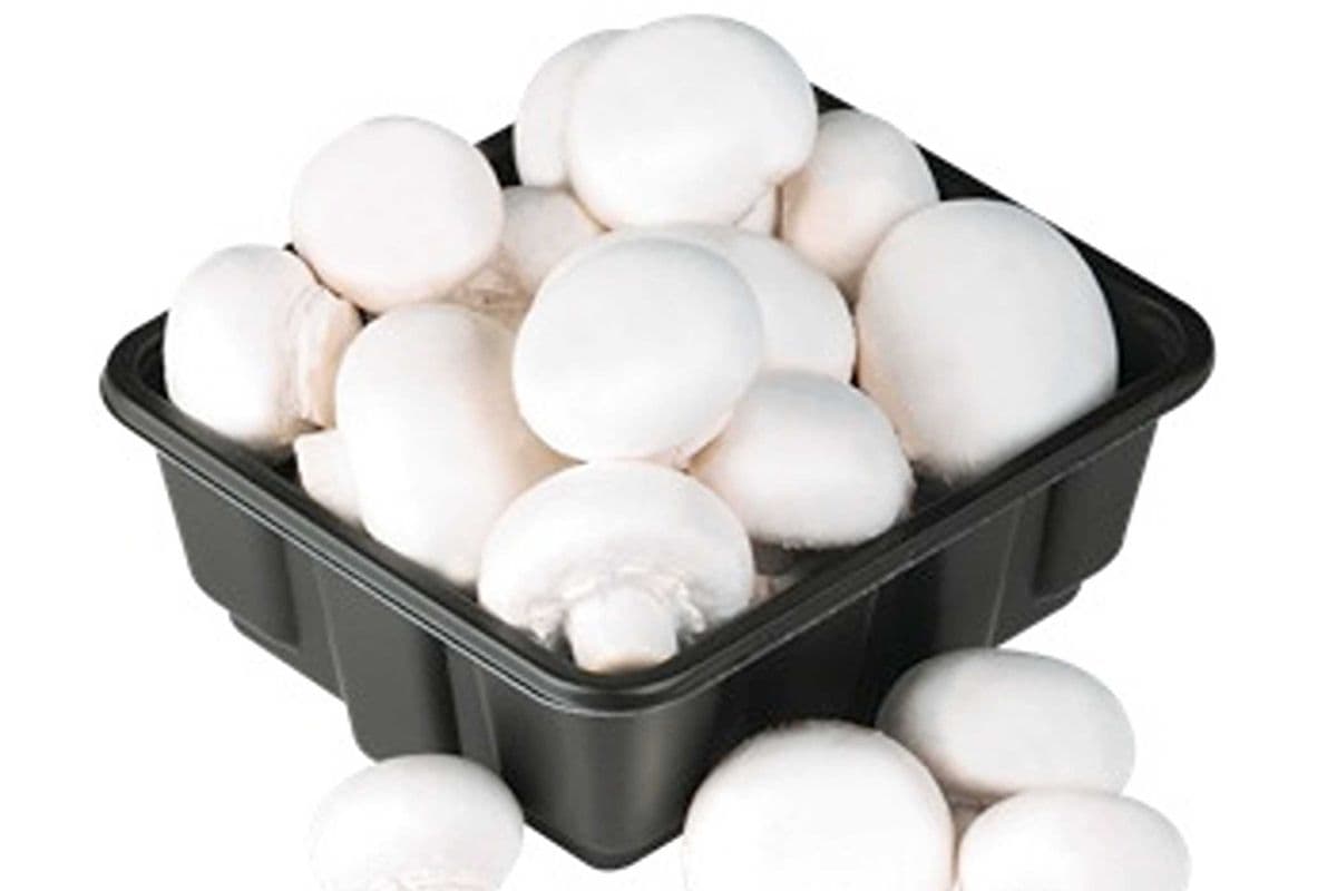 Champignon Blanc