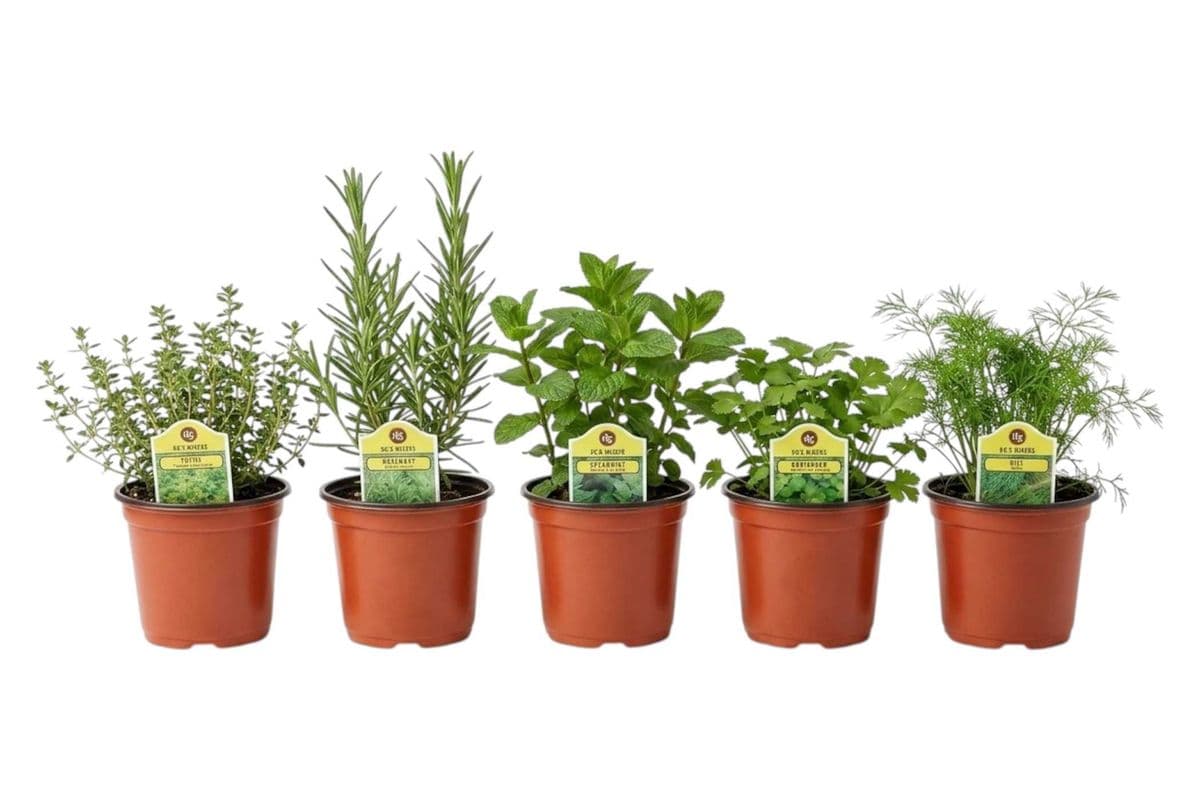Assorted Herbs (3.5 Inch Pots) - 5 Per Pack