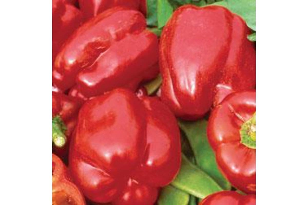Red Bell Pepper (1 lb)