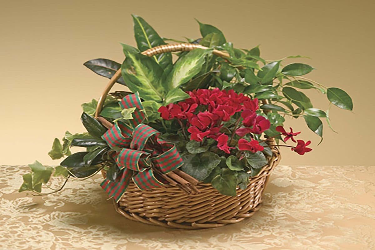 Garden Planter - Basket
