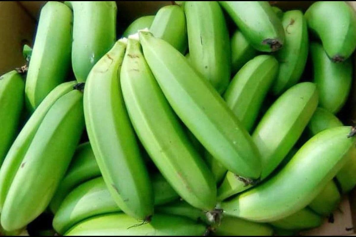 Fresh Matooke (Green Banana) Box