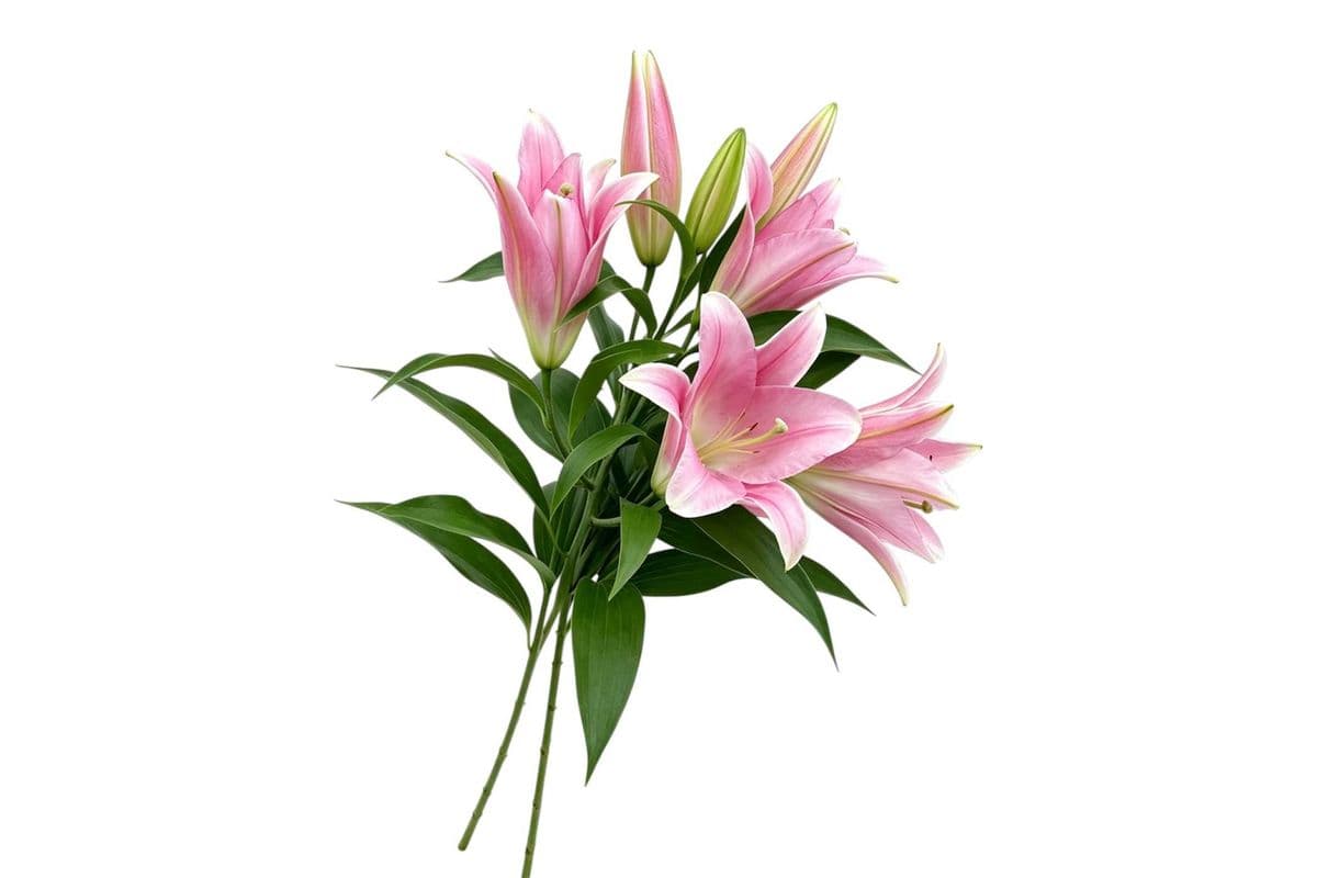 Pink Lily - 2 Stems