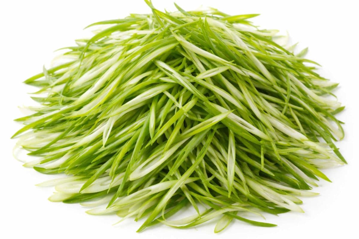 Side Green Onion
