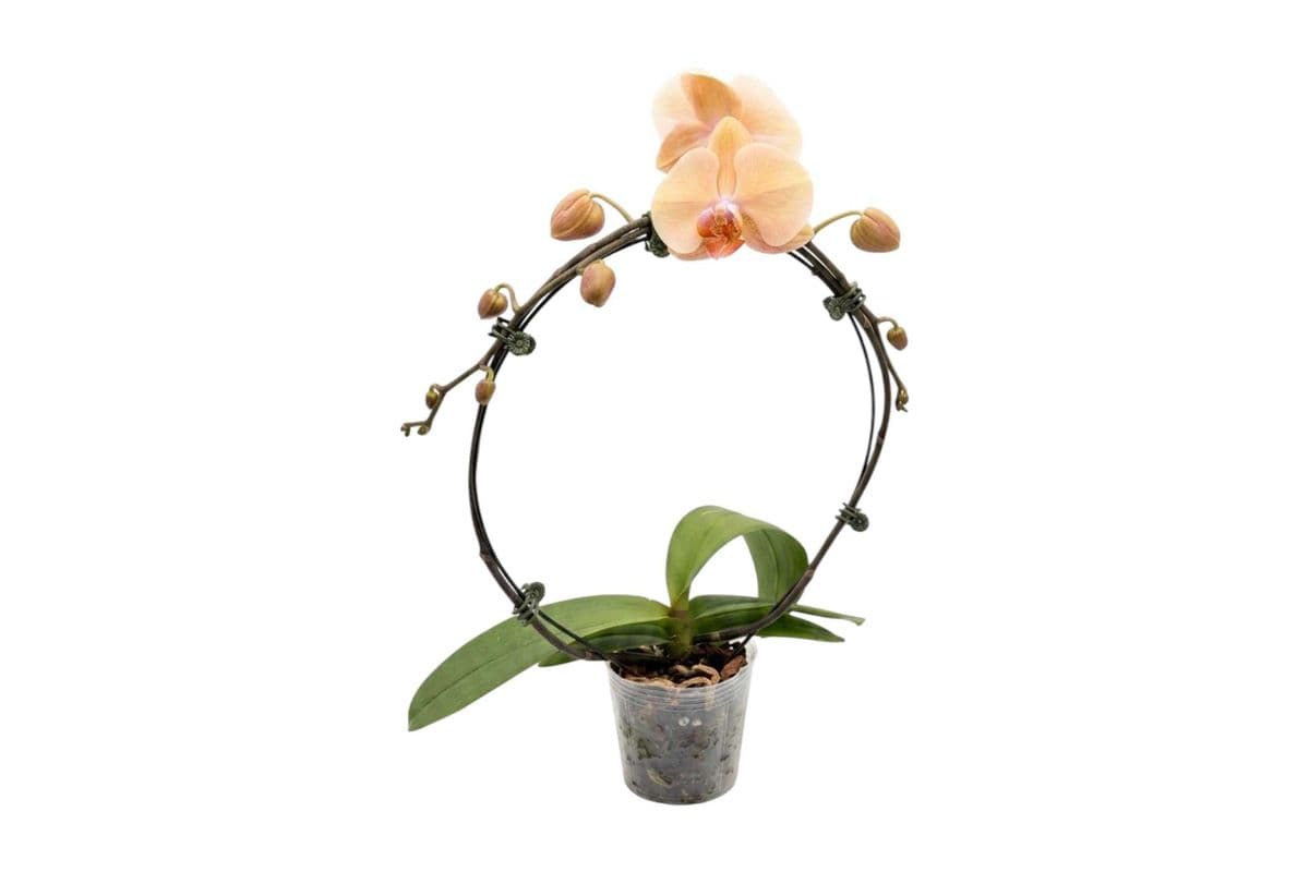 Peach Hoop Orchid - 5 Inch Pot