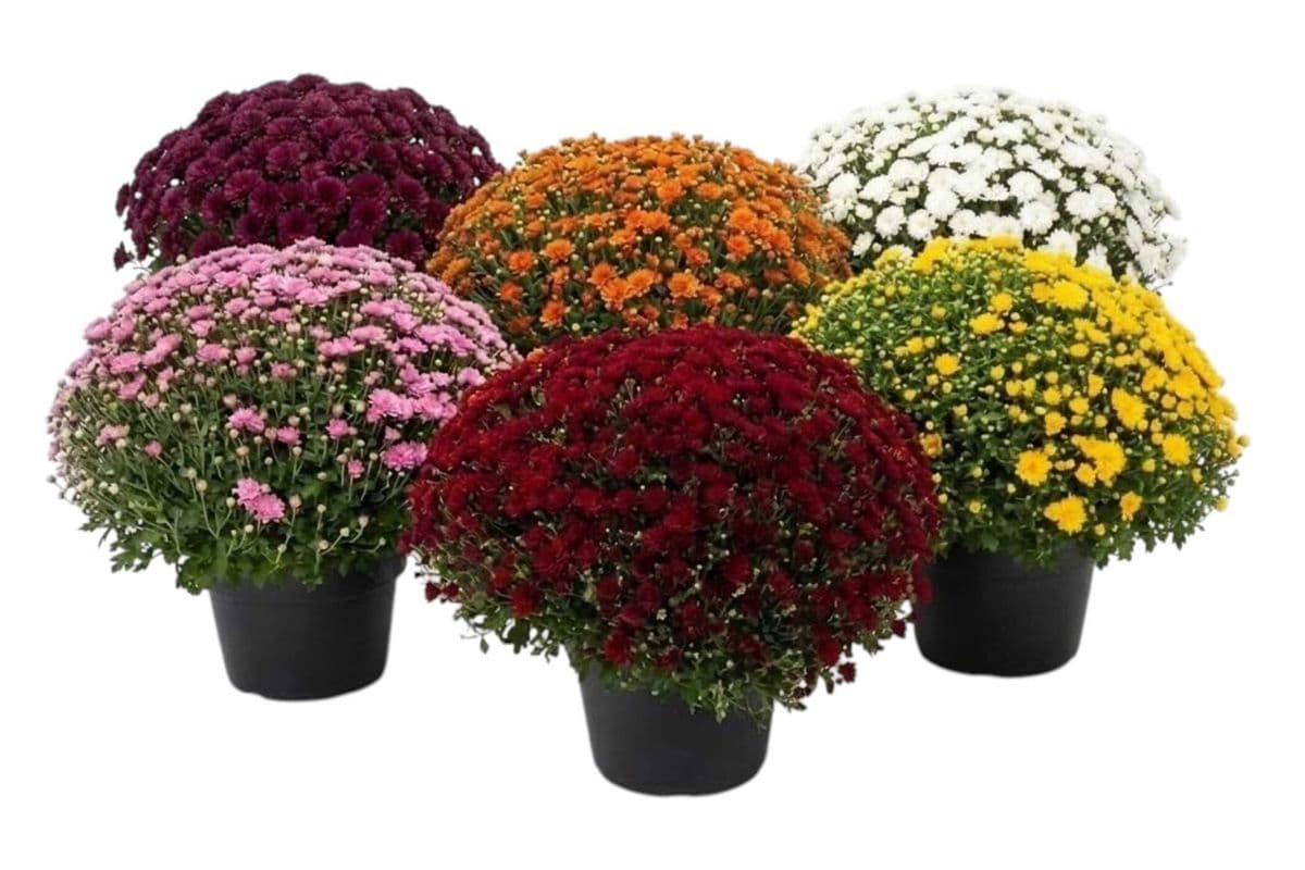 Garden Mum - 12 Inch Pot