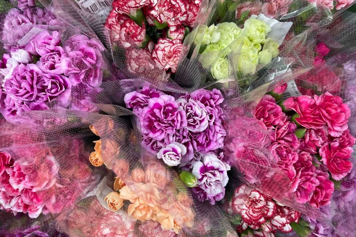 Spray Carnations - 10 Stems