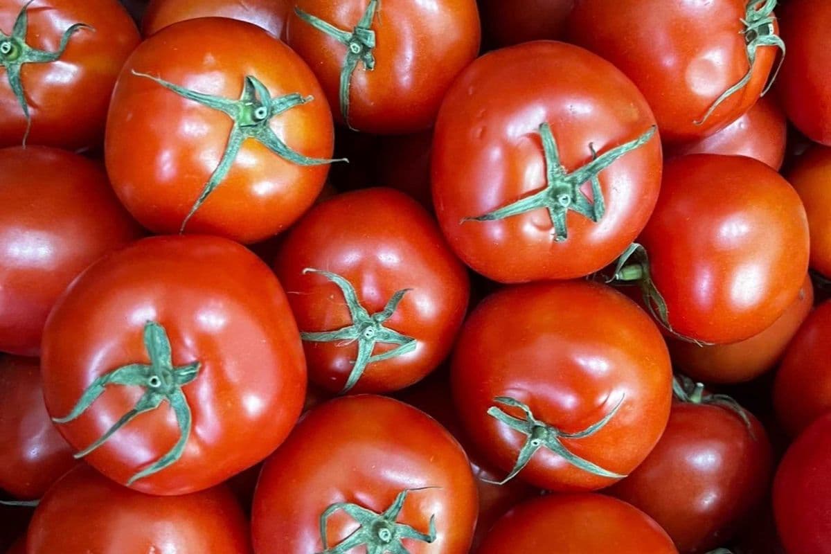Stew Vine Tomatoes – Individual