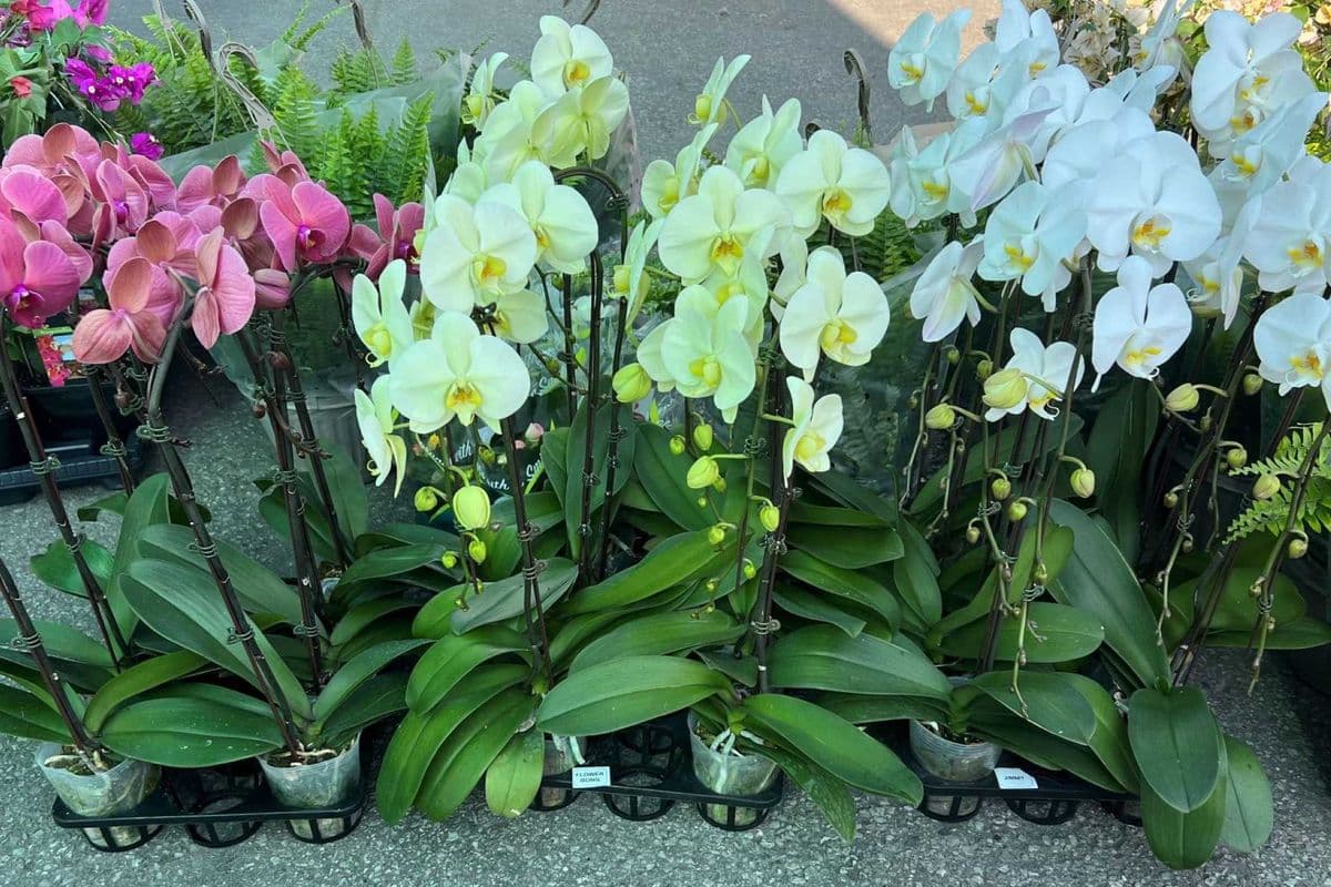 WOW Potted Orchid***Special Low Price***