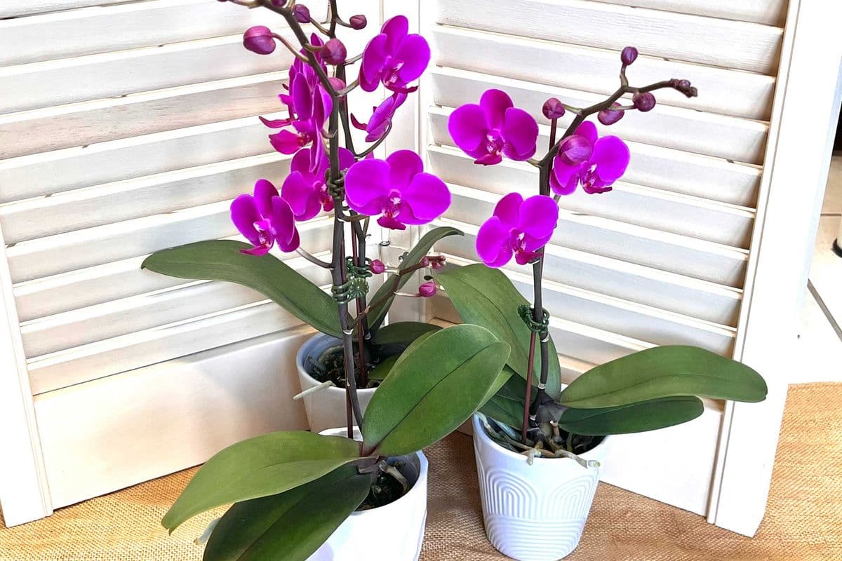 Mini hot pink orchid in pot