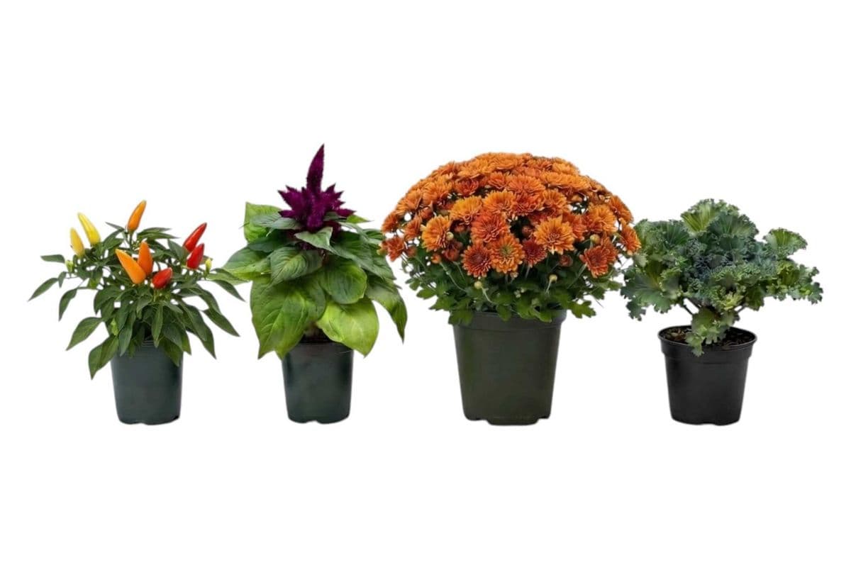 Assorted Fall Garden Plants (3.5 Inch Pot) - 4 Per Pack