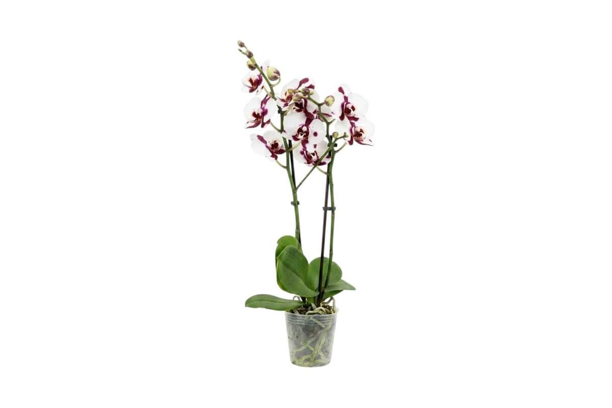 White with Purple Spots Double Stem Mini Orchid - 3.5 Inch Pot
