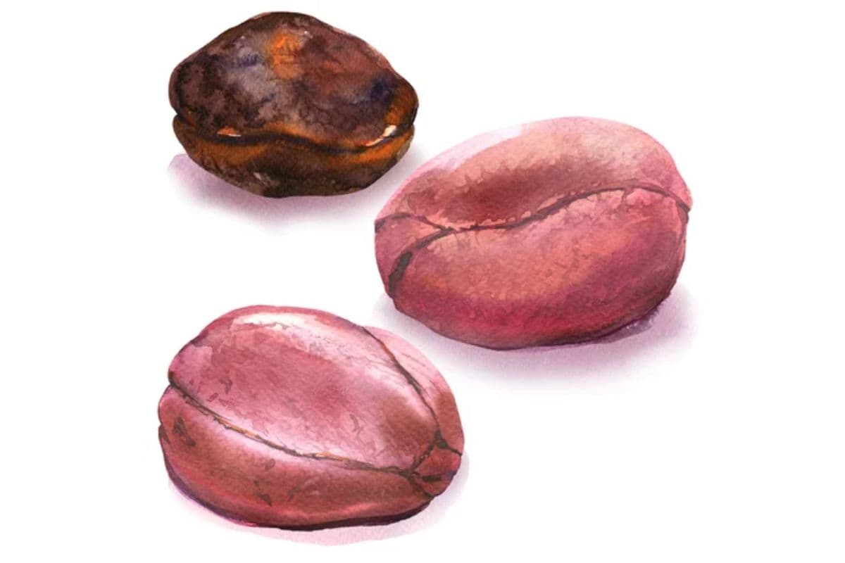 Kola Nut