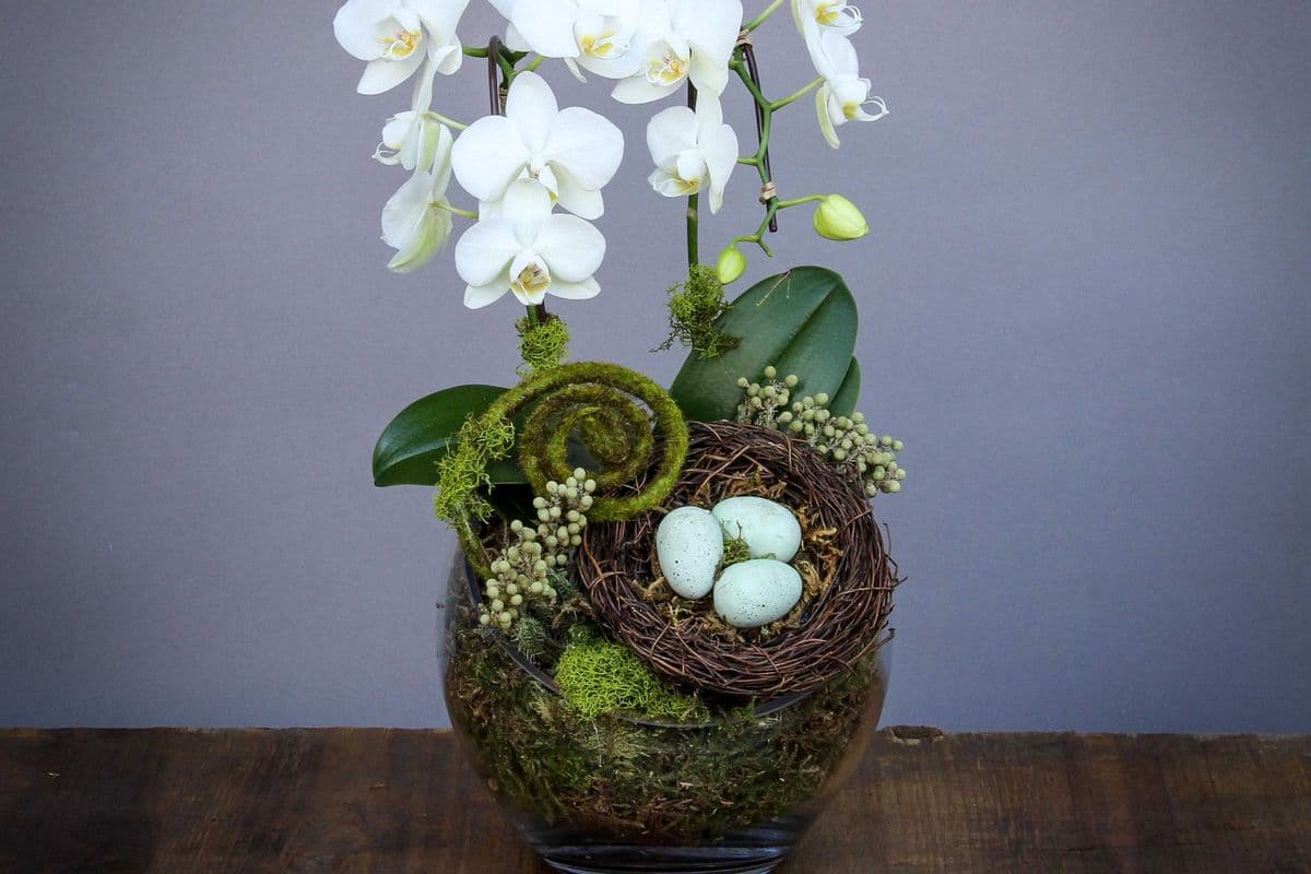 The Double Terrarium Orchid